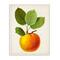 Stupell Industries Vintage Fruit Apple Painting, 10" x 15"